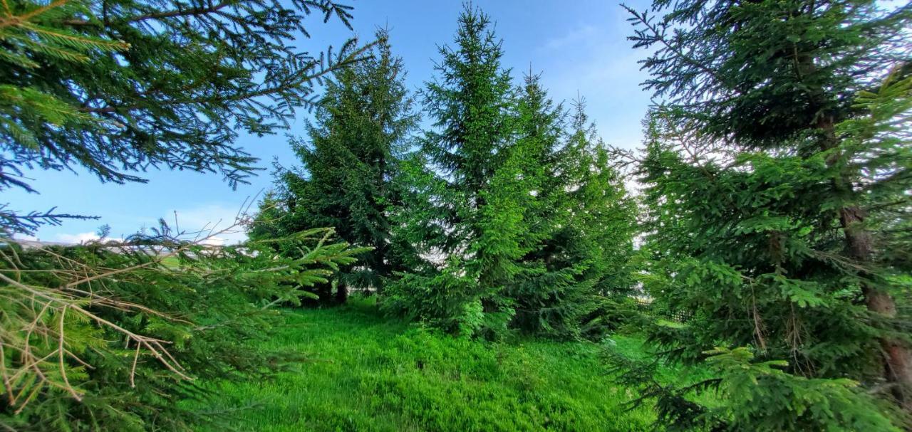 Agropensiunea Mara Mărişel エクステリア 写真